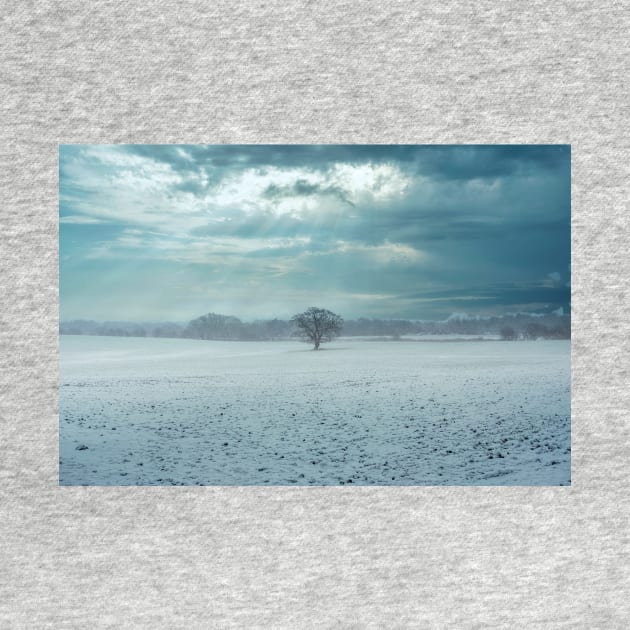 Tree in a foggy winter landscape - Photograph Print by stuartchard